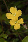 Narrowleaf primrose-willow